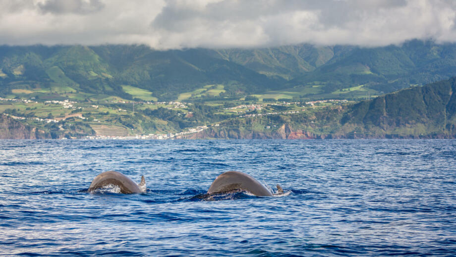 Das Beobachten von Delfinen und Walen ist ein besonderes Erlebnis vor der Atlantikinsel Madeira