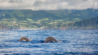 Das Beobachten von Delfinen und Walen ist ein besonderes Erlebnis vor der Atlantikinsel Madeira