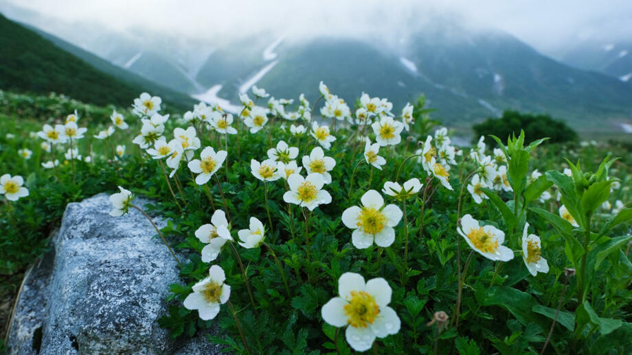 Weße Blumen in den Japanischen Alpen