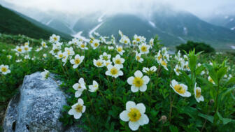Weße Blumen in den Japanischen Alpen