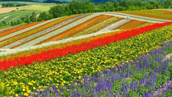 Blumenzuchtfarm auf Hokkaido in verschedenen Farben von intensivem Rot über Gelb, Weiß, Orange bis zu Lila