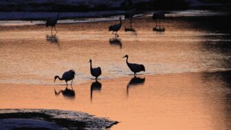 Mandschuren-Kraniche im Kushiro-Shitsugen-Nationalpark auf der Insel Hokkaido mit rötlich leuchtendem Wasser in der Abendsonne