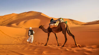 marokko-mayval-camel-erg-chebbi-sahara-desert-shutterstock_1033100842.jpg