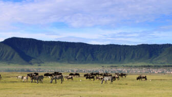 afrika-tansania-safaris-panorama-landschaft-natur-tiere-ngorongoro-733491877.jpg