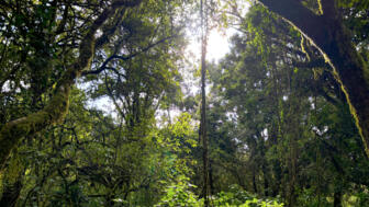 afrika-kilimandscharo-aufstieg-IMG_0052 (9).jpg