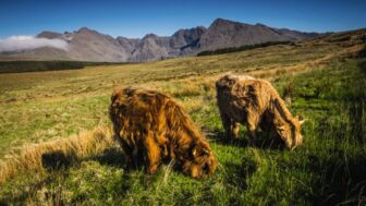 shutterstock_552286885_Isle_of_Skye_Rinder.jpg