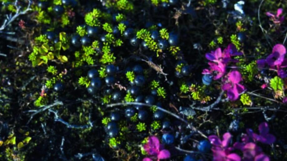 Kraehenbeeren.jpg