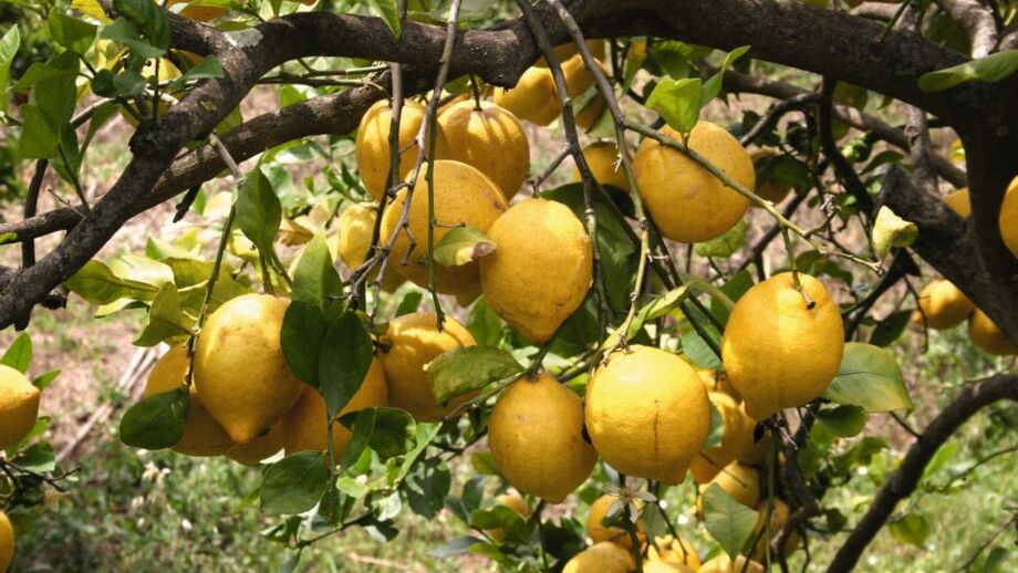 Torrent de Pareis Bucht mit türkisblauem Wasser