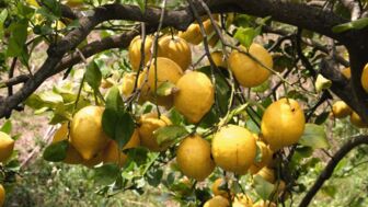Torrent de Pareis Bucht mit türkisblauem Wasser