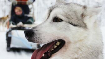 Finnland Husky.jpg