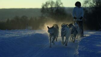 FIHUN_Husky_2.jpg