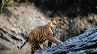 nepal-hikul-chitwan-bengalischer-tiger-shutterstock_2598170333.jpg