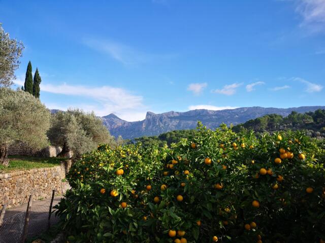Blick zur Tramuntana von Sóller aus,  dem Tal der Orangen i