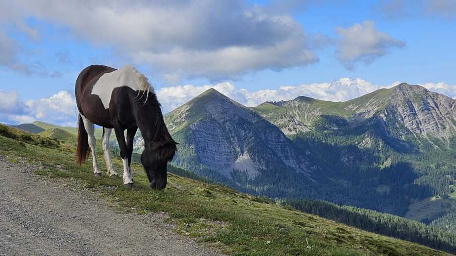 Ein Pferd, das grast. Im Hintergrund ist die Bergwelt des Alpenhauptkamms zu sehen.