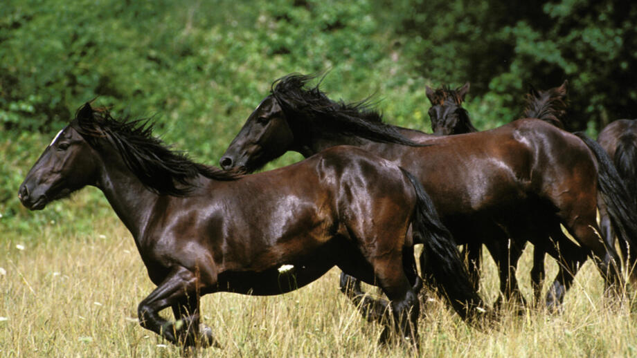 europa-spanien-eskat-french-pyreneees-merens-horses-shutterstock_1608146899.jpg