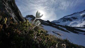 oesterreich-grundkurs-warnsdorfer-hohe-tauern-krimml-huette-blumen.jpg