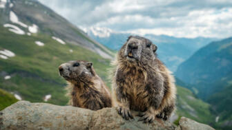 Österreich_Hohe Tauern_Murmeltier_shutterstock_1132847777.jpg