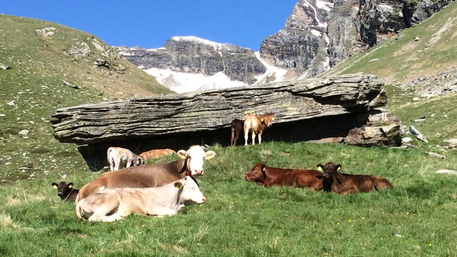 HHBERN_Schweiz_Graubünden_Wandern_Sommer (4).jpg