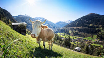 Eine Kuh steht bei Sonnenschein auf einer Wiese. Im Hintergrund sind die Berge zu sehen.
