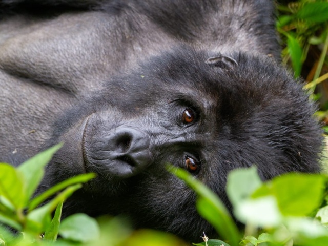 Ein Gorilla in Ostafrika