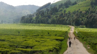 Ein Mountainbiker unterwegs auf einer Piste durch die Teeplantagen bei dem 2-Länder MTB Abenteuer in Ruanda und Uganda. Am Wegesrand sind die Teeplantagen zu sehen und im Hintergrund sind man bewaldete Berge.