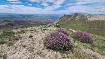 Die Vegetation am Ararat.