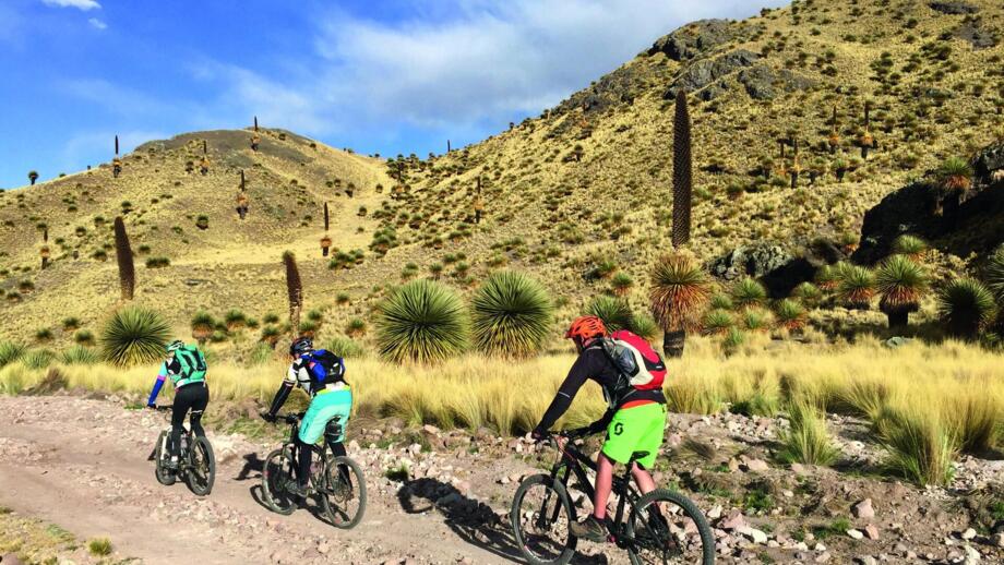 Eine Mountainbikegruppe unterwegs in Peru. Sie fahren auf der Bergstrasse Puya Ramondi. Die Vegetation ist mit Palmen gesäumt. Die Sonne scheint. Der Himmel ist leicht bewölkt und die Sonne scheint.