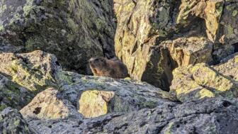 österreich-tirol-abjam-bergsteigen grundkurs silvretta (3).jpg