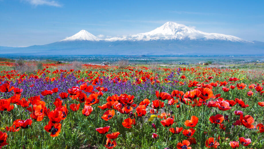 Rote Mohnfelder vor dem vergletscherten Fünftausender Ararat
