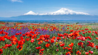 Rote Mohnfelder vor dem vergletscherten Fünftausender Ararat