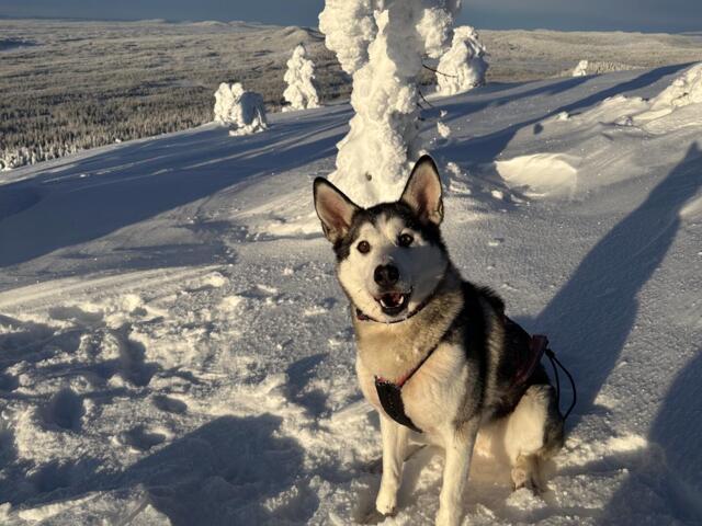 Ein Husky, der in der verschneiten Landschaft Schwedisch Lapplands in die Kamera blickt