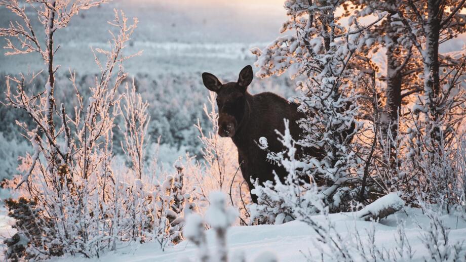 Ein Elch der hinter Büschen im Schnee hervorschaut