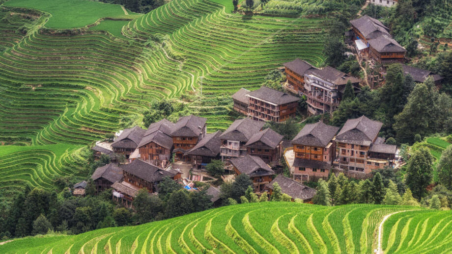 Die Longji-Reisterrasse vom Aussichtspunkt, zwischen den Reisterrassen ein kleines Dorf