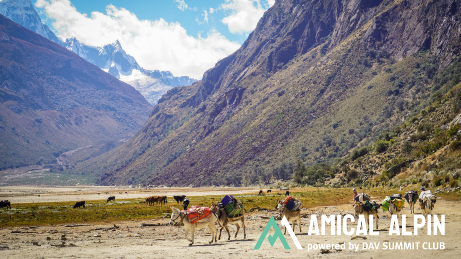 Packesel vor Bergkulisse