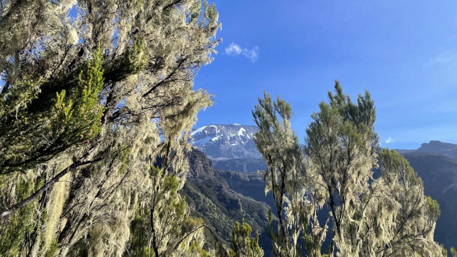 Blick durch einen Farn zum Kilimanscharo von der Umbwe Route