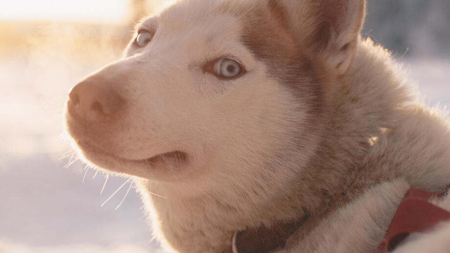 Ein Husky blickt in die Kamera