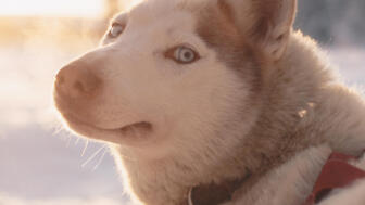 Ein Husky blickt in die Kamera