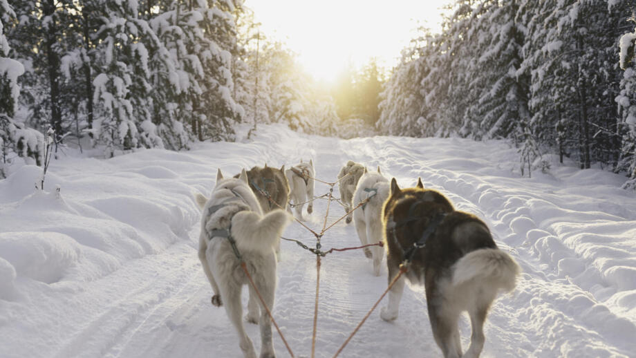 Blick auf ein Huskygespann vom Schlitten aus