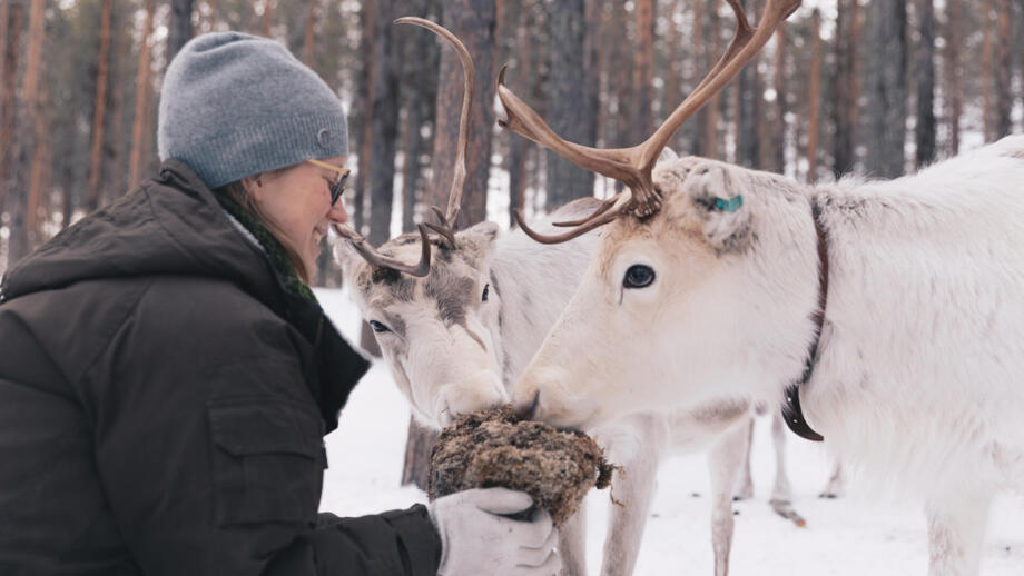 Ein Mann füttert ein Rentier