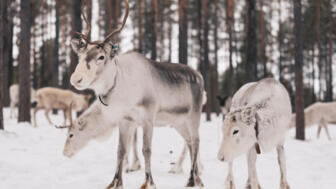 Rentiere im Wald in Schwedisch Lappland