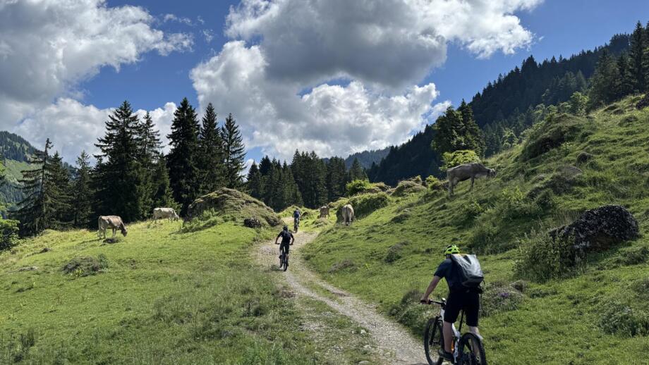 Eine MTB-Gruppe unterwegs auf Tour im Allgäu. Im Hintergrund ist die Allgäuer Bergwelt zu sehen. Der Himmel ist bewölkt.