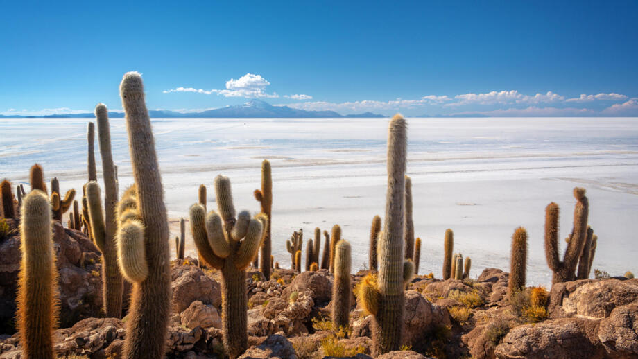 Am Rand des gewaltigen Salzsees Salar de Uyuni in Bolivien wachsen beeindruckende Kakteen und im Hintergrund erheben sich die Vulkanberge der Anden