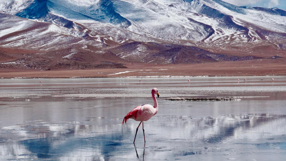 Rötlich gefärber Flamingo am Salar de Uyuni in Bolivien