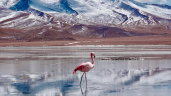 Rötlich gefärber Flamingo am Salar de Uyuni in Bolivien