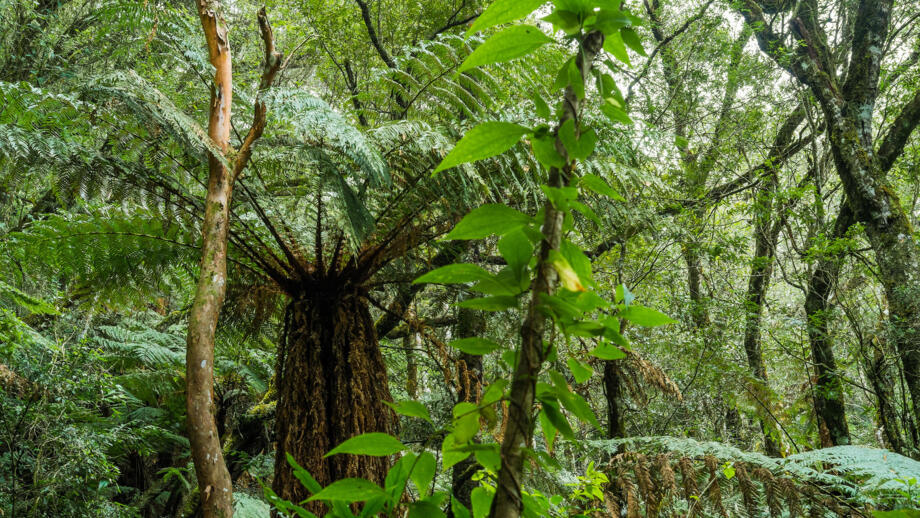 Üppige Vegetation im bolivianischen Urwald