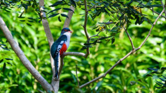 bunter Vogel im bolivianischen Urwald