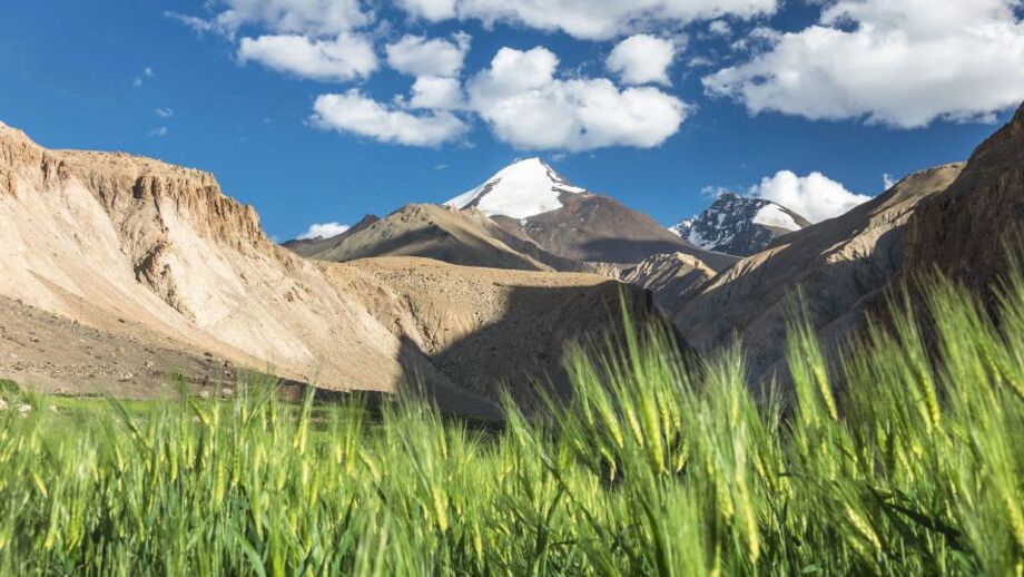 Grüne Oase vor einem vergletschertem Sechstausender in Ladakh