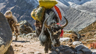 Yak-Karawane auf dem Weg zum Everest Base Camp in der Nähe des Dorfes Dukla