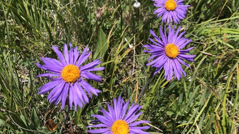 Lila Gebirgsblumen in der Karkara-Schlucht im Tienshan