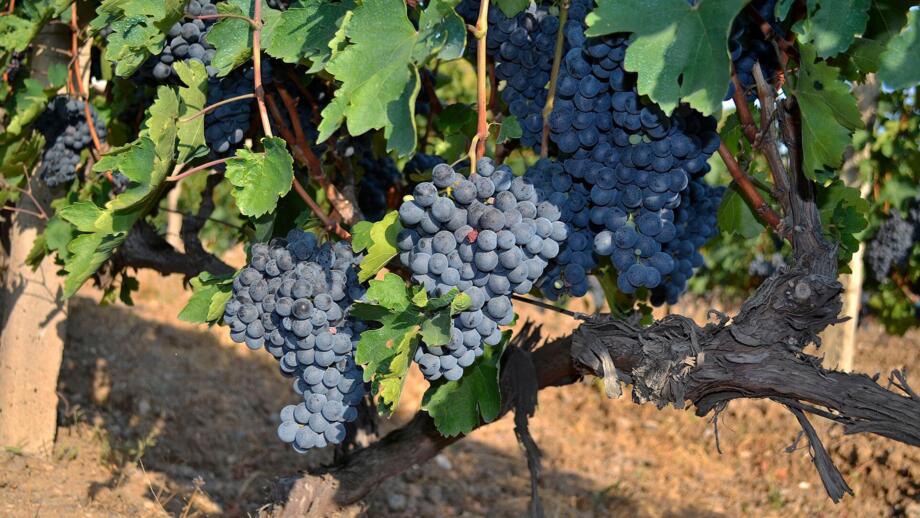 asien-armenien-amtop-Areni-trauben-sueß für-die-weinbereitung-shutterstock_2045149913.jpg